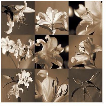 Lily Garden Poster Print