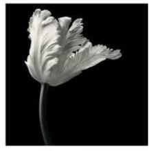 Parrot Tulip Poster Print