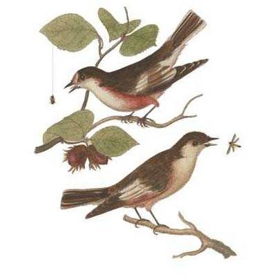 Antique Bird Pair I Poster Print
