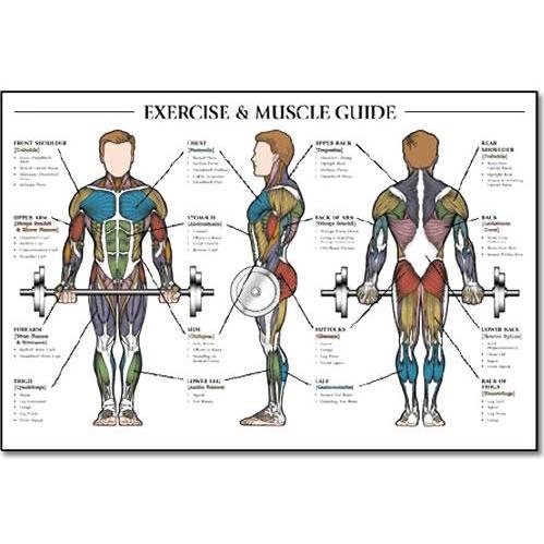 ALGRA Exercise & Muscle Guide-Male 24 Inchx36 Inch (EA)