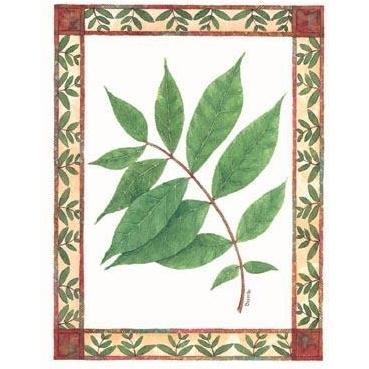 Chinese Pistachio Poster Print