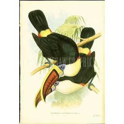 Toucan Pair II Poster Print