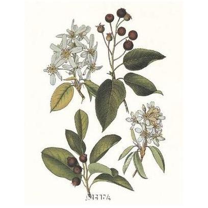 Shad Bush Poster Print