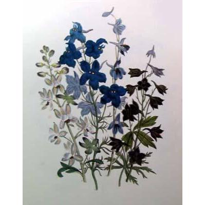 Delphinum Grandiflorum Chinese Poster Print