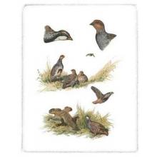 Partridge Poster Print