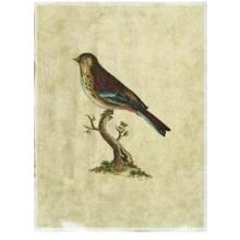 Crackled Selby Birds IV Poster Print