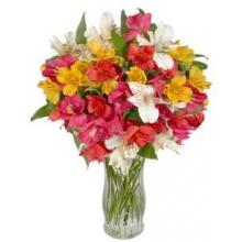 Alstroemeria
