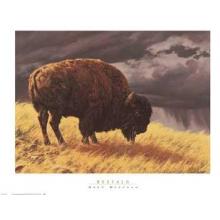 Buffalo Poster Print