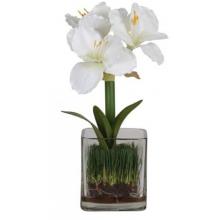 Amarylis W/Glass Vase