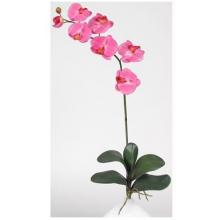 Phalaenopsis