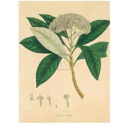 Unpublished East Indian Plants V Poster Print