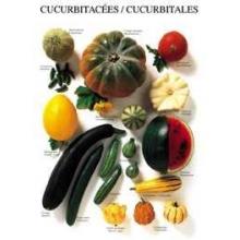 Curcurbitales Poster Print