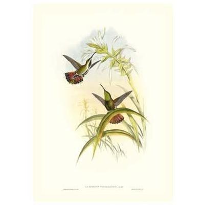 Gould Hummingbird I Poster Print