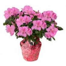 Purple Azalea