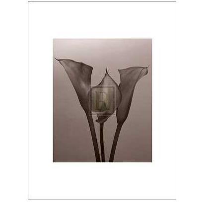 Lily II Poster Print