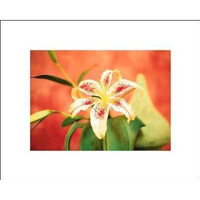 Lily Poster Print