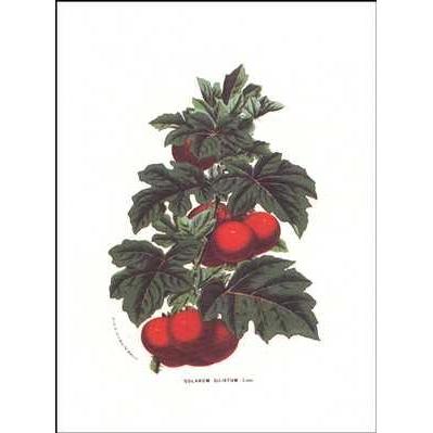 Tomatoes Ciliatum Poster Print