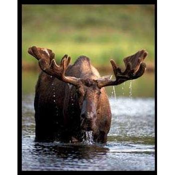 Bull Moose Poster Print