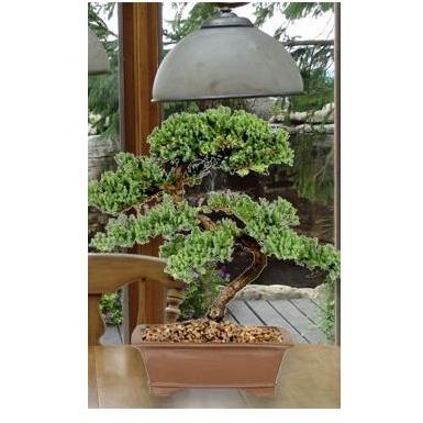 Green Mound Juniper - Large