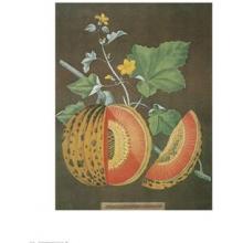 Cantaloupe Melon Poster Print