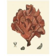 Red Coral (N) IV Poster Print