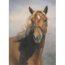 American Quarter Horse Poster Print