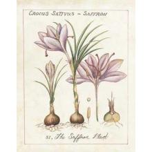 Global Spices III Poster Print