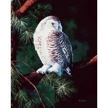 Snowy Owl Poster Print