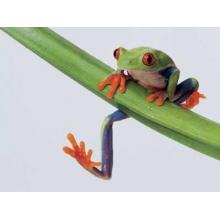Tree Frog Poster Print