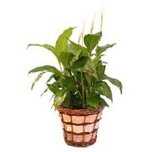 Peace Lily
