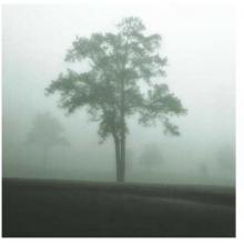 Fog Tree Study I Poster Print