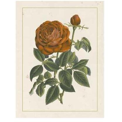 Chinese Red Rose II Poster Print