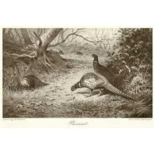 Pheasant Poster Print