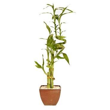 Curved Lucky Bamboo