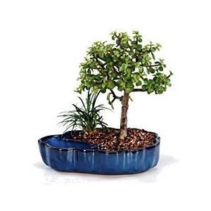 Dwarf Jade Bonsai