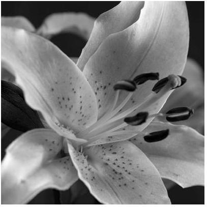 Speckled Lily Poster Print
