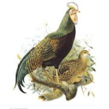 Rooster I Poster Print