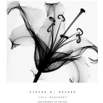 Lily Muscadet Poster Print