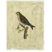 Crackled Selby Birds VI Poster Print