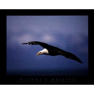 Soaring Eagle Poster Print