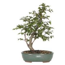 Korean Hornbeam