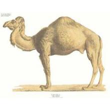 Camel Poster Print