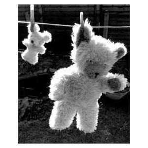 Teddy Bear Drying Poster Print