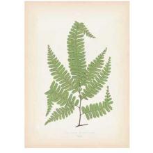 Ferns Poster Print