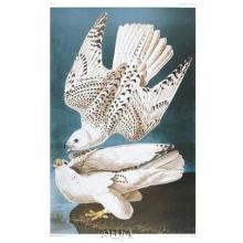 Iceland Or Ier Falcon Poster Print