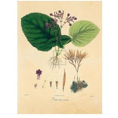 Unpublished East Indian Plants I Poster Print