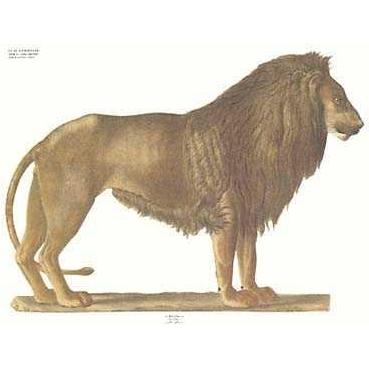Lion Poster Print