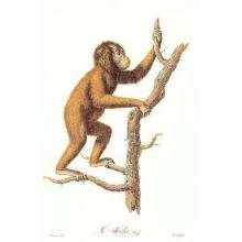 Monkeys - Le Jocko Poster Print