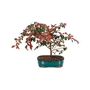Fringe Flower Bonsai