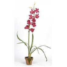 Cymbididium W/Moss Pot